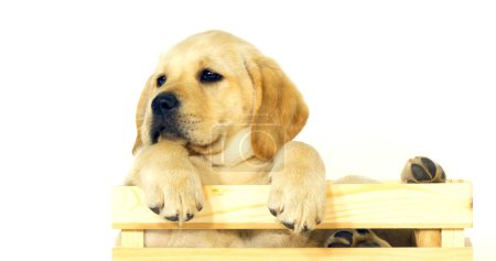 Photo for Yellow Labrador Retriever, Puppy Playing in a Box on White Background, Normandy - Royalty Free Image