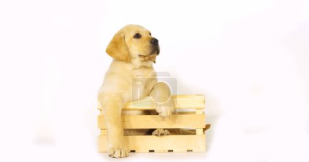 Foto de Amarillo Labrador Retriever, cachorro jugando en una caja sobre fondo blanco, Normandía - Imagen libre de derechos