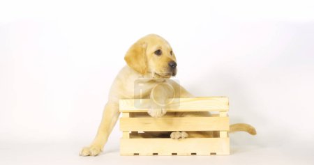 Photo for Yellow Labrador Retriever, Puppy Playing in a Box on White Background, Normandy - Royalty Free Image