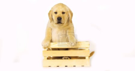 Téléchargez les photos : Yellow Labrador Retriever, Chiot jouant dans une boîte sur fond blanc, Normandie - en image libre de droit