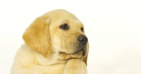 Téléchargez les photos : Yellow Labrador Retriever, Portrait de chiot sur fond blanc, Normandie - en image libre de droit