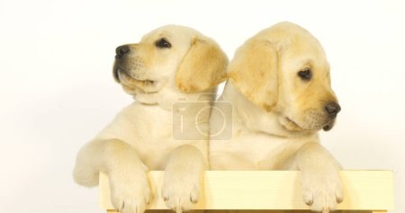 Photo for Yellow Labrador Retriever, Puppies Playing in a Box on White Background, Normandy - Royalty Free Image
