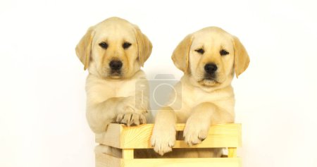 Foto de Amarillo Labrador Retriever, Cachorros jugando en una caja sobre fondo blanco, Normandía - Imagen libre de derechos