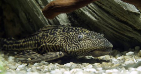 Foto de Suckermouth Bagres, Hypostomus plecostomus, peces de acuario de agua dulce - Imagen libre de derechos