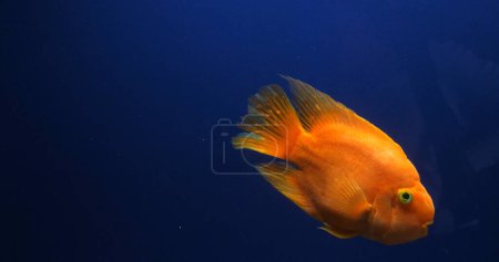Photo for Midas Cichlid, amphilophus citrinellus, Fish swimming in a Freshwater Aquarium - Royalty Free Image