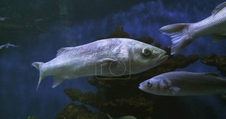 Photo for Sea Bass, dicentrarchus labrax, Group Swimming - Royalty Free Image
