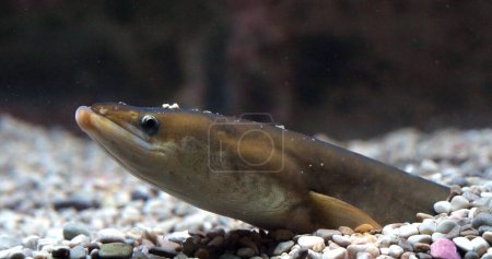Foto de Anguila común o anguila europea, anguila anguila, Adulto enterrado en el suelo - Imagen libre de derechos