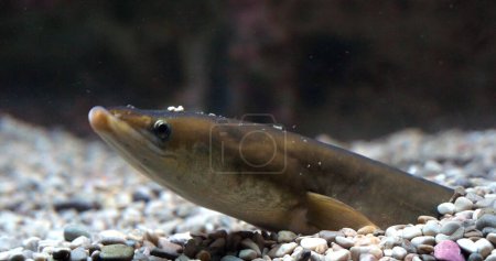 Foto de Anguila común o anguila europea, anguila anguila, Adulto enterrado en el suelo - Imagen libre de derechos