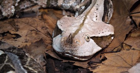 Photo for West African Gaboon viper, bitis gabonica rhinoceros, Head of Adult - Royalty Free Image