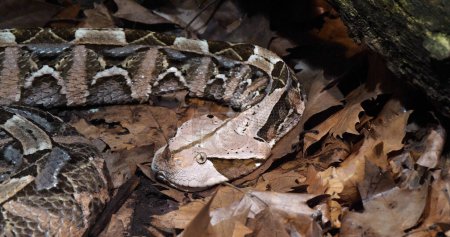 Photo for West African Gaboon viper, bitis gabonica rhinoceros, Head of Adult - Royalty Free Image