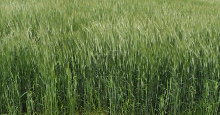 Photo for Field of Bearded Wheat, triticum sp., Normandy in France - Royalty Free Image
