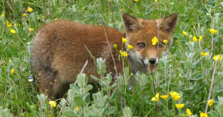 Téléchargez les photos : Renard roux, vulpes vulpes, Pup Walking in Meadow with Yellow Flowers, Normandie en France - en image libre de droit