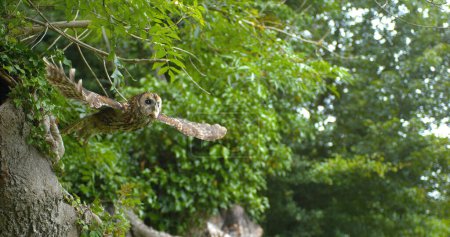 Téléchargez les photos : Hibou fauve d'Eurasie, strix aluco, Adulte en vol, Décollage d'arbre, Normandie - en image libre de droit