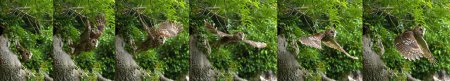 Photo for Eurasian Tawny Owl, strix aluco, Adult in Flight, Taking off from Tree, Normandy - Royalty Free Image