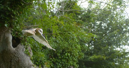 Photo for Barn Owl, tyto alba, Adult in flight, Taking off, Normandy - Royalty Free Image