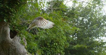 Photo for Barn Owl, tyto alba, Adult in flight, Taking off, Normandy - Royalty Free Image