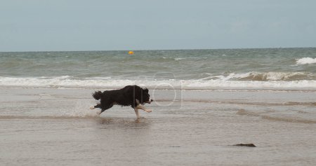 Foto de Frontera Collie Dog, Masculino corriendo en la playa, Normandía - Imagen libre de derechos