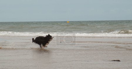 Téléchargez les photos : Border Collie Dog, Homme courant sur la plage, Normandie - en image libre de droit