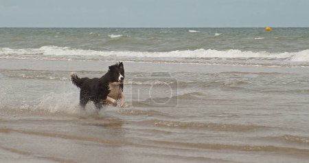 Photo for Border Collie Dog, Male Running on the Beach, Normandy - Royalty Free Image