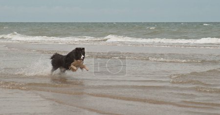 Téléchargez les photos : Border Collie Dog, Homme courant sur la plage, Normandie - en image libre de droit