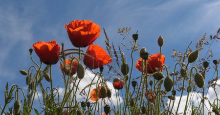 Téléchargez les photos : Champ de coquelicots, rhoeas papavier, en fleurs, Ciel Bleu, Normandie en France - en image libre de droit