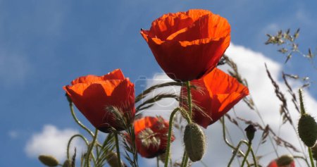 Photo for Poppies field, papaver rhoeas, in bloom, Blue Sky, Normandy in France - Royalty Free Image