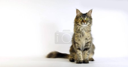 Photo for Brown Tortie Blotched Tabby Maine Coon, Domestic Cat, Female against White Background - Royalty Free Image