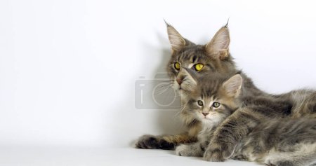 Photo for Brown Tortie Blotched Tabby Maine Coon and Blue Blotched Tabby maine Coon, Domestic Cat, Female and Kitten laying against White Background, Normandy in France - Royalty Free Image