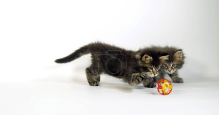 Téléchargez les photos : Chat domestique à taches brunes Tabby Maine Coon, chatons jouant sur fond blanc, Normandie en France - en image libre de droit