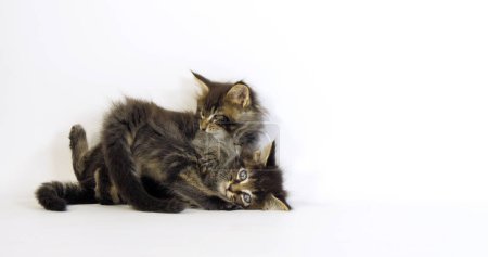 Téléchargez les photos : Chat domestique à taches brunes Tabby Maine Coon, chatons jouant sur fond blanc, Normandie en France - en image libre de droit