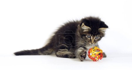Photo for Brown Blotched Tabby Maine Coon Domestic Cat, Kitten playing against White Background, Normandy in France - Royalty Free Image