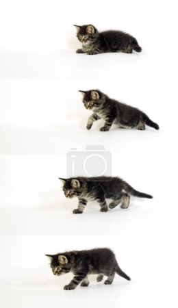 Photo for Brown Blotched Tabby Maine Coon Domestic Cat, Kitten against White Background, Normandy in France - Royalty Free Image