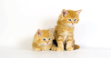 Téléchargez les photos : Crème Blotched Tabby Maine Coon Chat domestique, chatons sur fond blanc, Normandie en France - en image libre de droit