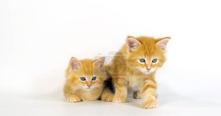 Téléchargez les photos : Crème Blotched Tabby Maine Coon Chat domestique, chatons sur fond blanc, Normandie en France - en image libre de droit