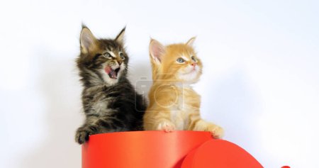 Photo for Brown Blotched Tabby and Cream Blotched Tabby Maine Coon Domestic Cat, Kitten standing in a box, Licking its Paw, against White Background, Normandy in France - Royalty Free Image