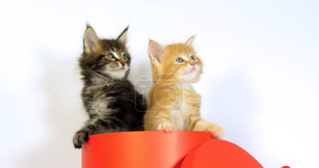 Téléchargez les photos : Tabby à taches brunes et crème Tabby à taches Maine Coon Chat domestique, chaton debout dans une boîte, Léchage de sa patte, sur fond blanc, Normandie en France - en image libre de droit
