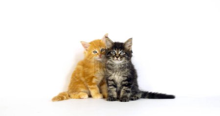 Téléchargez les photos : Tabby à taches brunes et crème Tabby à taches Maine Coon Chat domestique, chaton sur fond blanc, Normandie en France - en image libre de droit