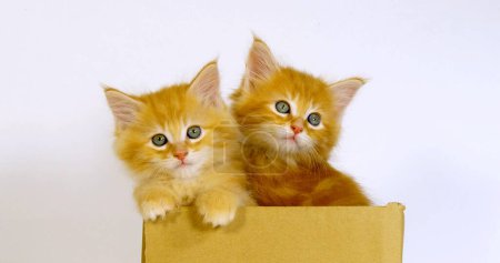 Téléchargez les photos : Cream Blotched Tabby Maine Coon Chat domestique, chatons jouant dans une boîte sur fond blanc, Normandie en France - en image libre de droit