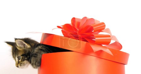 Téléchargez les photos : Brown Blotched Tabby Maine Coon, Chat domestique, chaton offert dans une boîte cadeau, sur fond blanc, Normandie en France - en image libre de droit