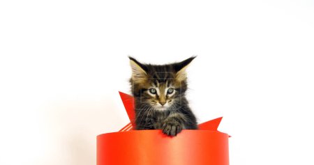 Téléchargez les photos : Brown Blotched Tabby Maine Coon, Chat domestique, chaton offert dans une boîte cadeau, sur fond blanc, Normandie en France - en image libre de droit