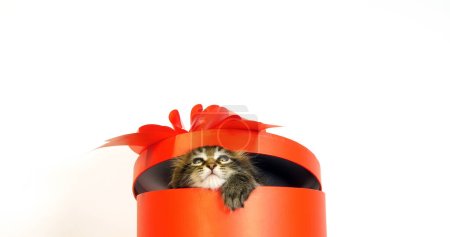Brown Blotched Tabby Maine Coon, Domestic Cat, Kitten offered in a Gift box, against White Background, Normandy in France