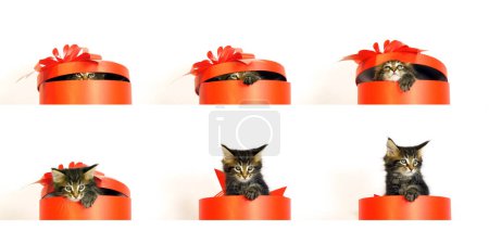 Photo for Brown Blotched Tabby Maine Coon, Domestic Cat, Kitten offered in a Gift box, against White Background, Normandy in France - Royalty Free Image