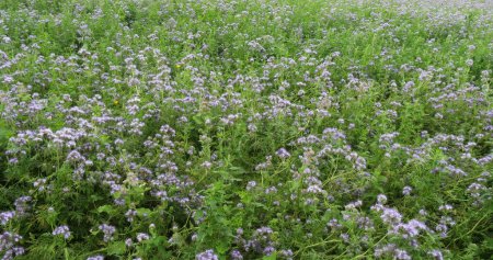 Photo for Lacy Phacelia, phacelia tanacetifolia in bloom in a field, Green Manure, Normandy in France - Royalty Free Image