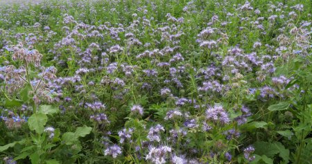 Photo for Lacy Phacelia, phacelia tanacetifolia in bloom in a field, Green Manure, Normandy in France - Royalty Free Image