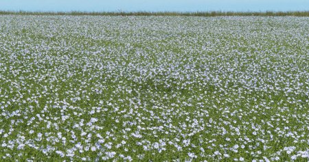 Foto de Lino cultivado, linum usitatissimum, campo en flor, Viento, Normandía en Francia - Imagen libre de derechos