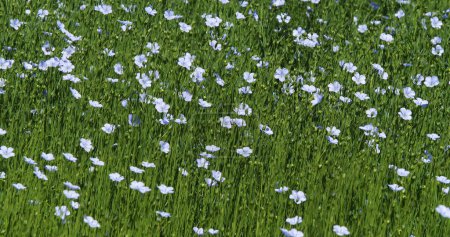 Photo for Cultivated flax, linum usitatissimum, field in bloom, Wind, Normandy in France - Royalty Free Image