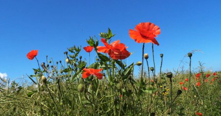 Photo for Poppies, papaver rhoeas, in bloom, Normandy in France - Royalty Free Image
