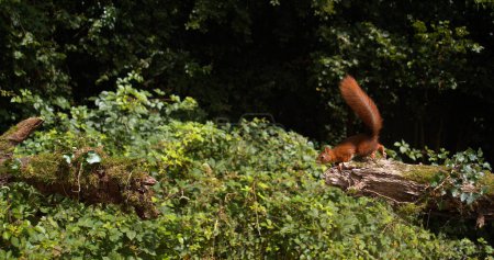 Téléchargez les photos : Écureuil roux, Sciurus vulgaris, adulte sautant sur un tronc d'arbre, Normandie en France - en image libre de droit