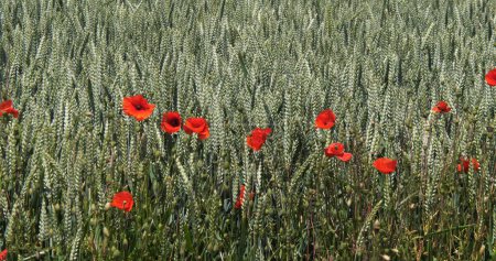 Téléchargez les photos : Coquelicots dans un champ de blé, rhoeas papavier, en fleurs, Normandie en France - en image libre de droit