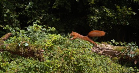 Foto de Ardilla roja, Sciurus vulgaris, Adulto saltando sobre un tronco de árbol, Normandía en Francia - Imagen libre de derechos